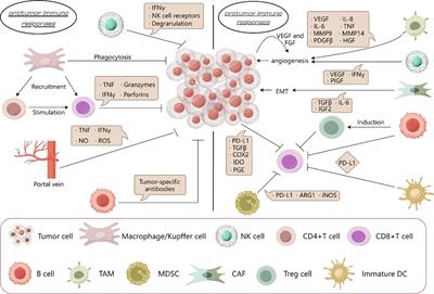 Immunotherapy in liver cancer: overcoming the tolerogenic liver microenvironment